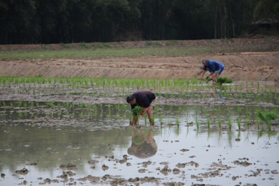 Two individuals are engaged in planting rice seedlings in a flooded paddy field. The field is filled with water, reflecting the overcast sky above. Both people are bent over, carefully placing the young green stalks into the soft muddy ground. In the background, a lush treeline provides a natural border.