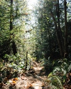 A sun-dappled forest path surrounded by lush green foliage, with sunlight streaming through the trees, creating a serene and inviting atmosphere. Ferns and leaves scatter across the forest floor, leading the eye along the narrow dirt trail.