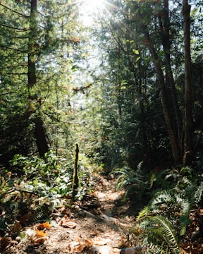 A sun-dappled forest path surrounded by lush green foliage, with sunlight streaming through the trees, creating a serene and inviting atmosphere. Ferns and leaves scatter across the forest floor, leading the eye along the narrow dirt trail.