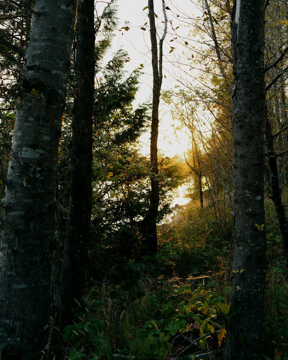 the sun shines through the trees in the woods