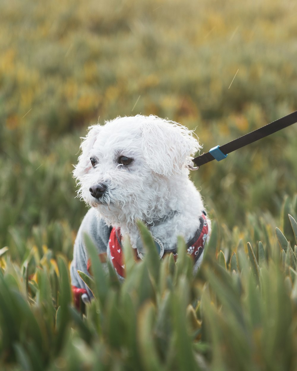 a small white dog with a leash in a field