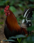 A rooster with vibrant reddish-brown feathers stands among green foliage. Its comb is bright red, and the tail features striking black and white patterns. The background is softly blurred, highlighting the rooster as the central focus.