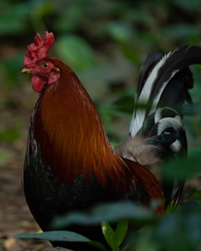 A rooster with vibrant reddish-brown feathers stands among green foliage. Its comb is bright red, and the tail features striking black and white patterns. The background is softly blurred, highlighting the rooster as the central focus.