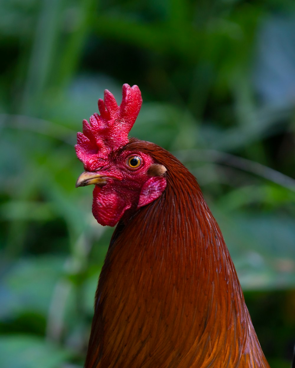 a close up of a rooster with a green background