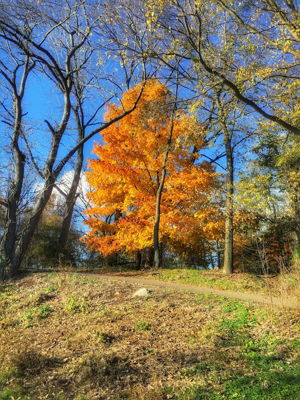 a large tree with orange leaves in a field