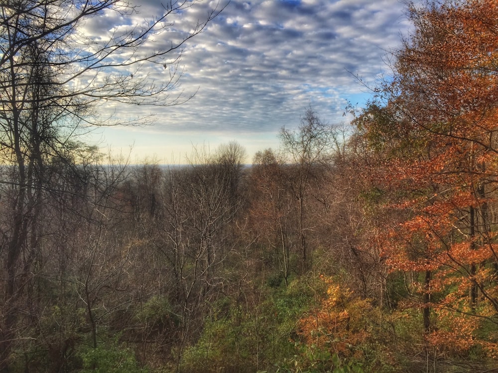 a view of a wooded area with trees in the foreground and clouds in the