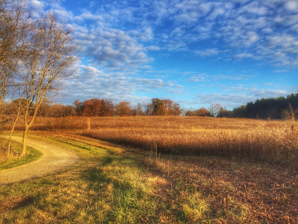 a dirt road in the middle of a field