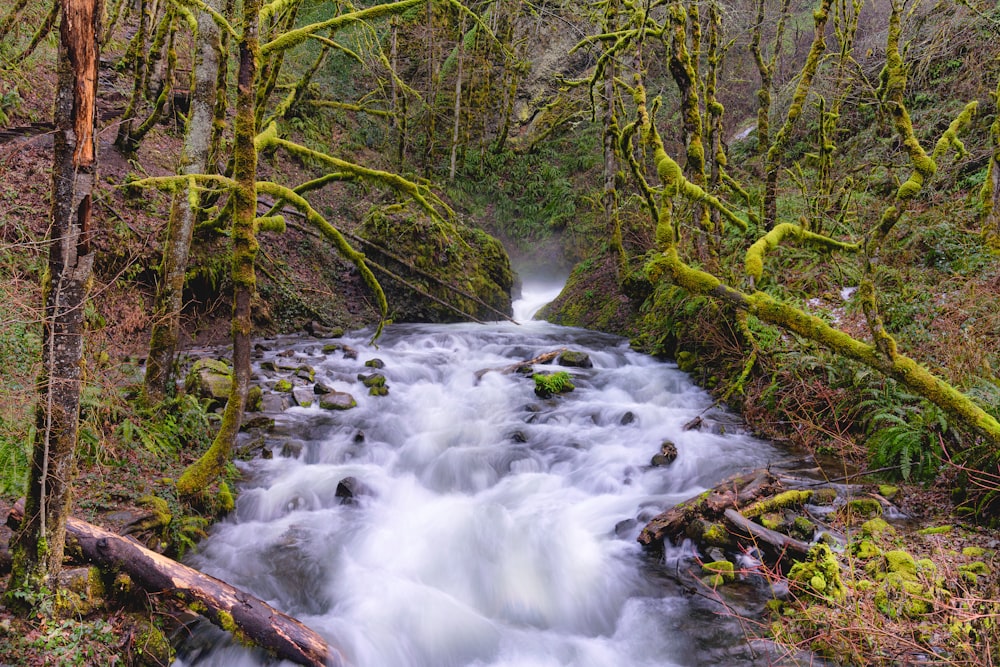 a stream running through a lush green forest