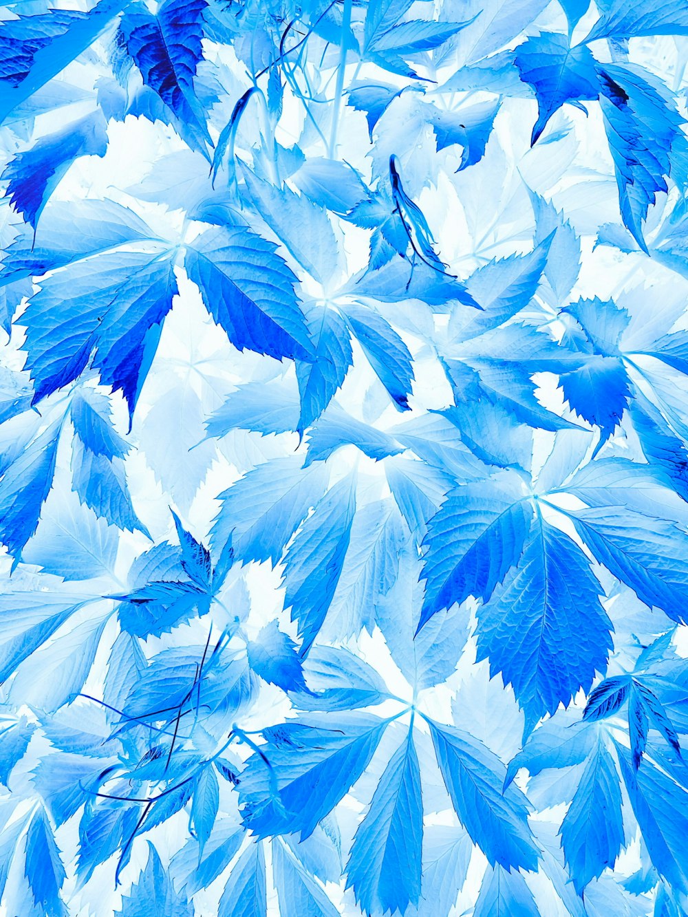 a blue and white photo of leaves