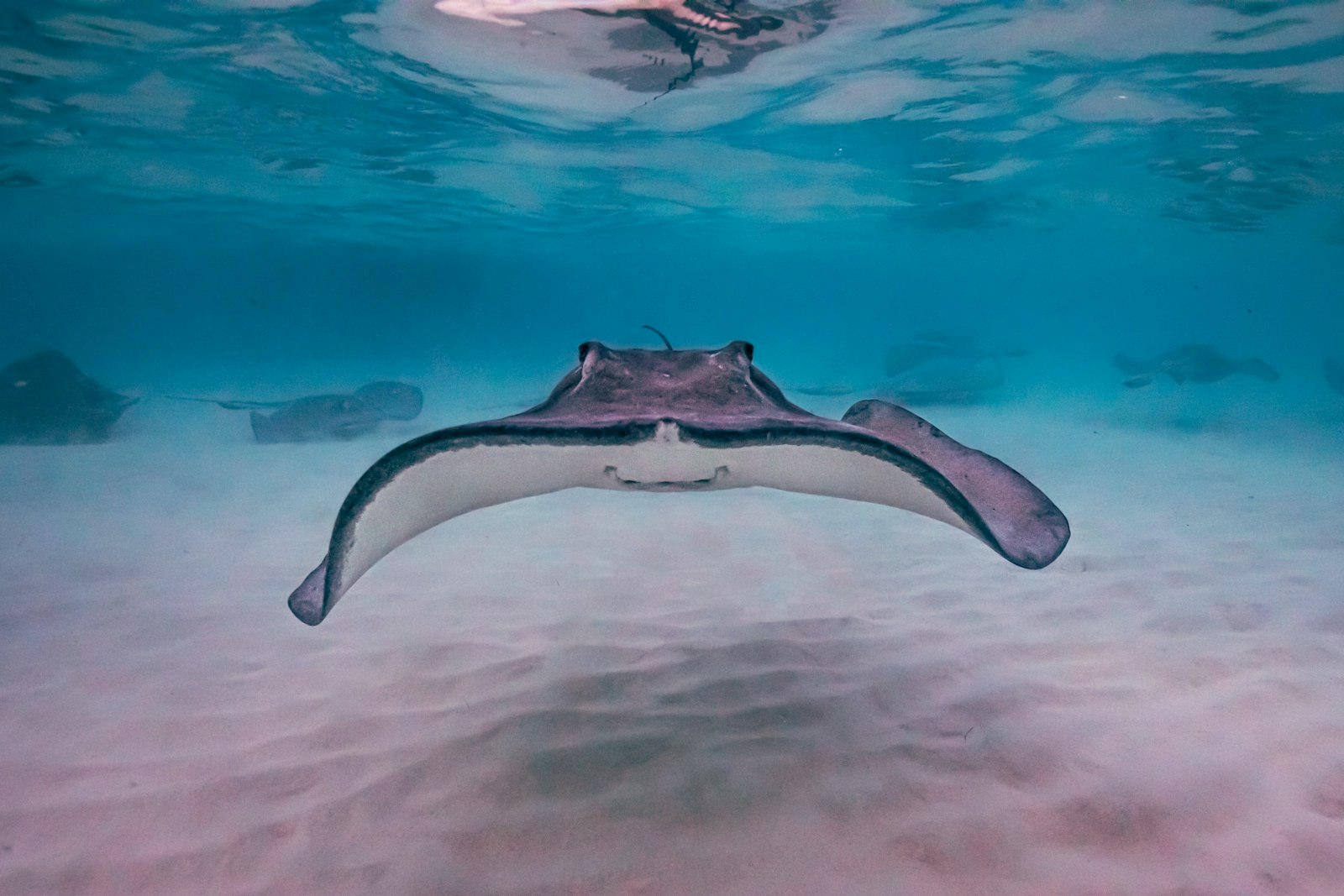 A southern stingray gliding over rippled white sand in shallow turquoise water, its wings spread wide