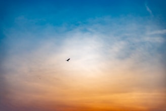 A serene sky transitions from a warm orange hue at the bottom to a cool blue at the top. A lone bird flies in the center against the backdrop of soft, wispy clouds.