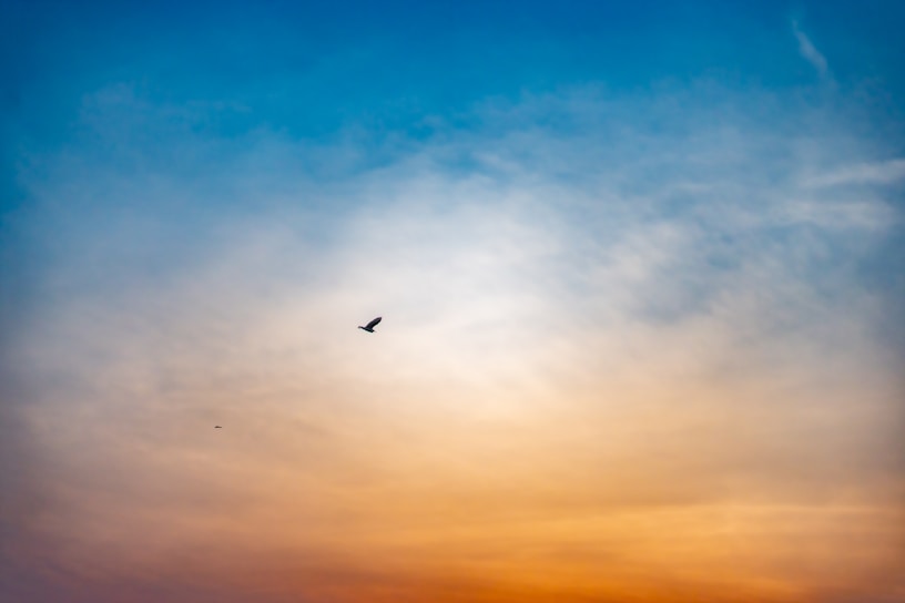 A serene sky transitions from a warm orange hue at the bottom to a cool blue at the top. A lone bird flies in the center against the backdrop of soft, wispy clouds.