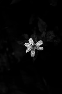 Black background photo of a single flower with dewdrops, lit to reveal intricate details.