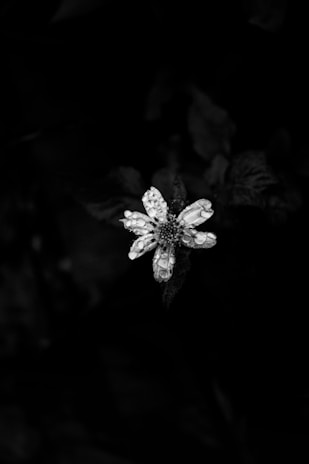Black background photo of a single flower with dewdrops, lit to reveal intricate details.