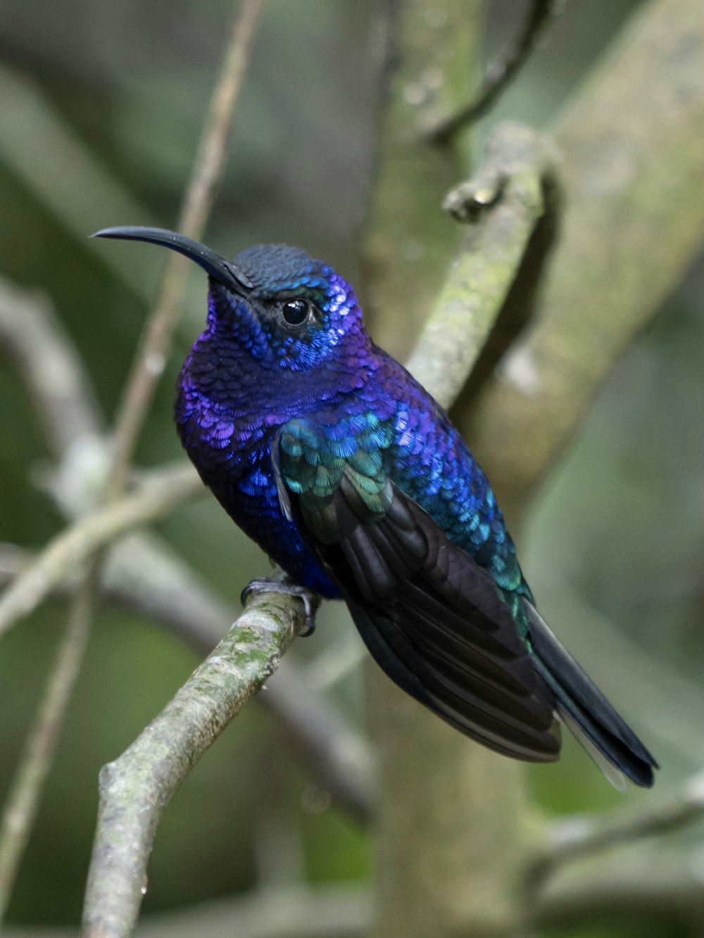 a blue and black bird sitting on a tree branch