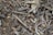 A close-up view of a mixture of dry wood chips and twigs. The components are various shades of brown and beige, showing a rough texture with small fragments and splinters.
