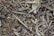 A close-up view of a mixture of dry wood chips and twigs. The components are various shades of brown and beige, showing a rough texture with small fragments and splinters.