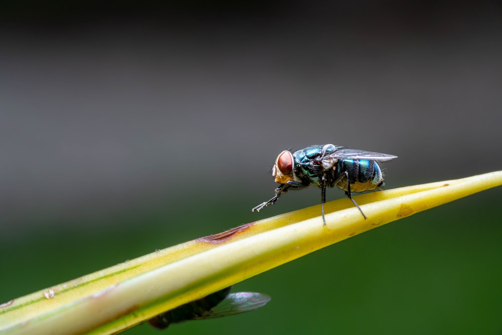 a fly sitting on top of a yellow flower