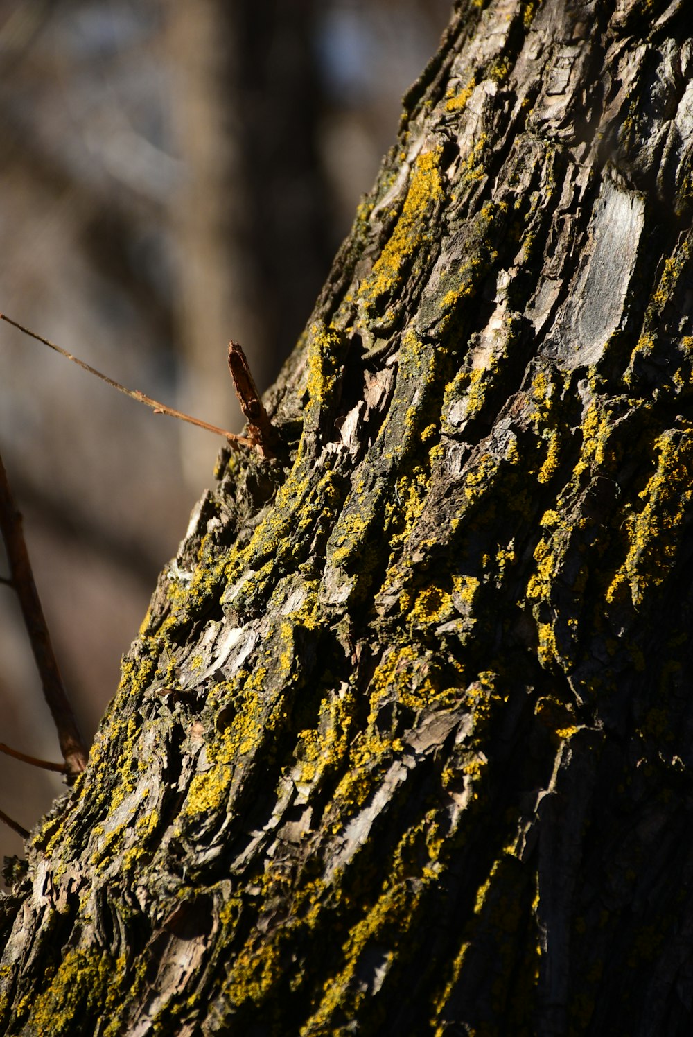 a close up of a tree trunk with moss growing on it