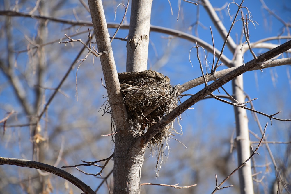 a bird's nest in a bare tree against a blue sky