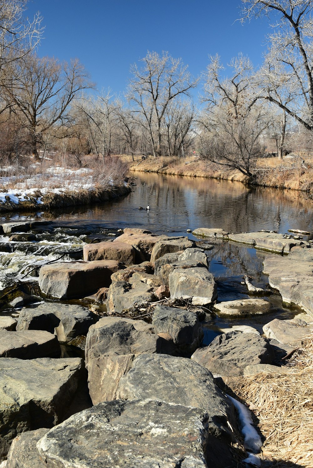 a river running through a forest filled with lots of rocks