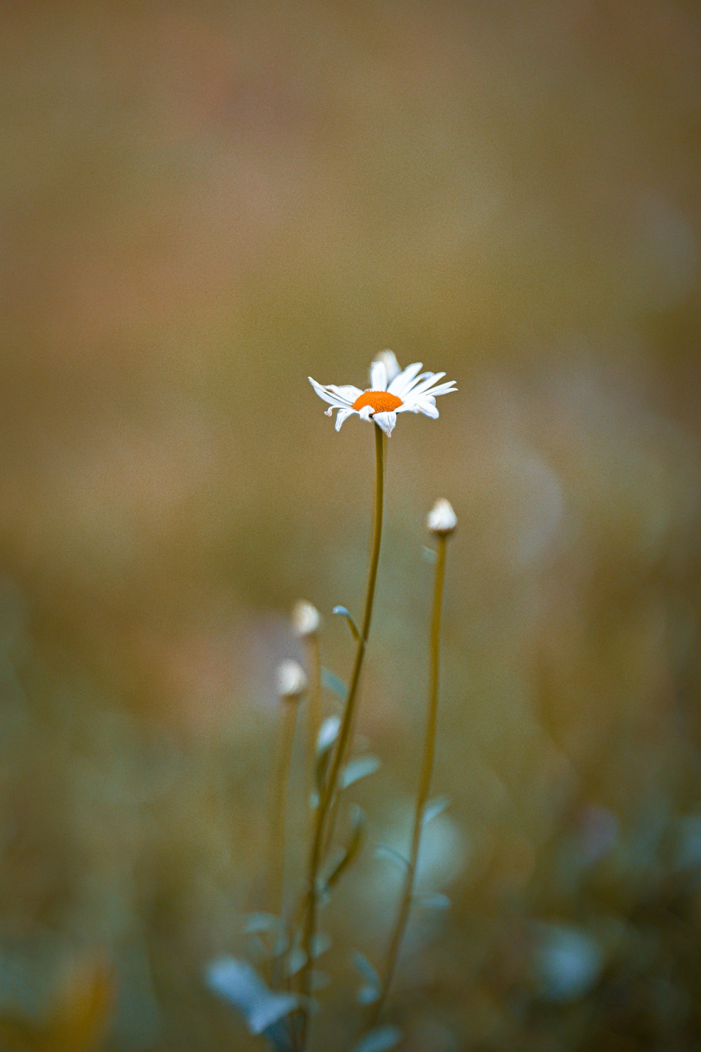 a single white flower with an orange center