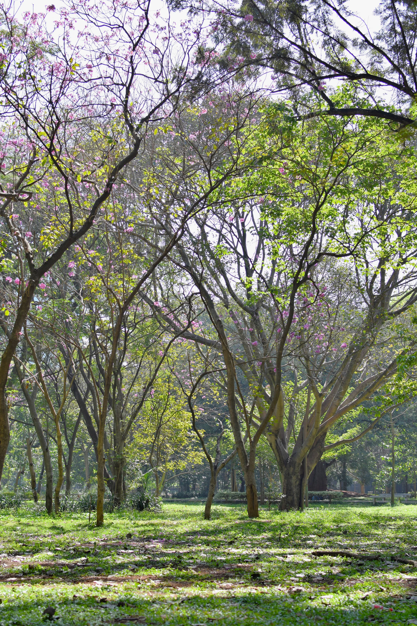 Cubbon Park — tree-lined pathway in central Bangalore