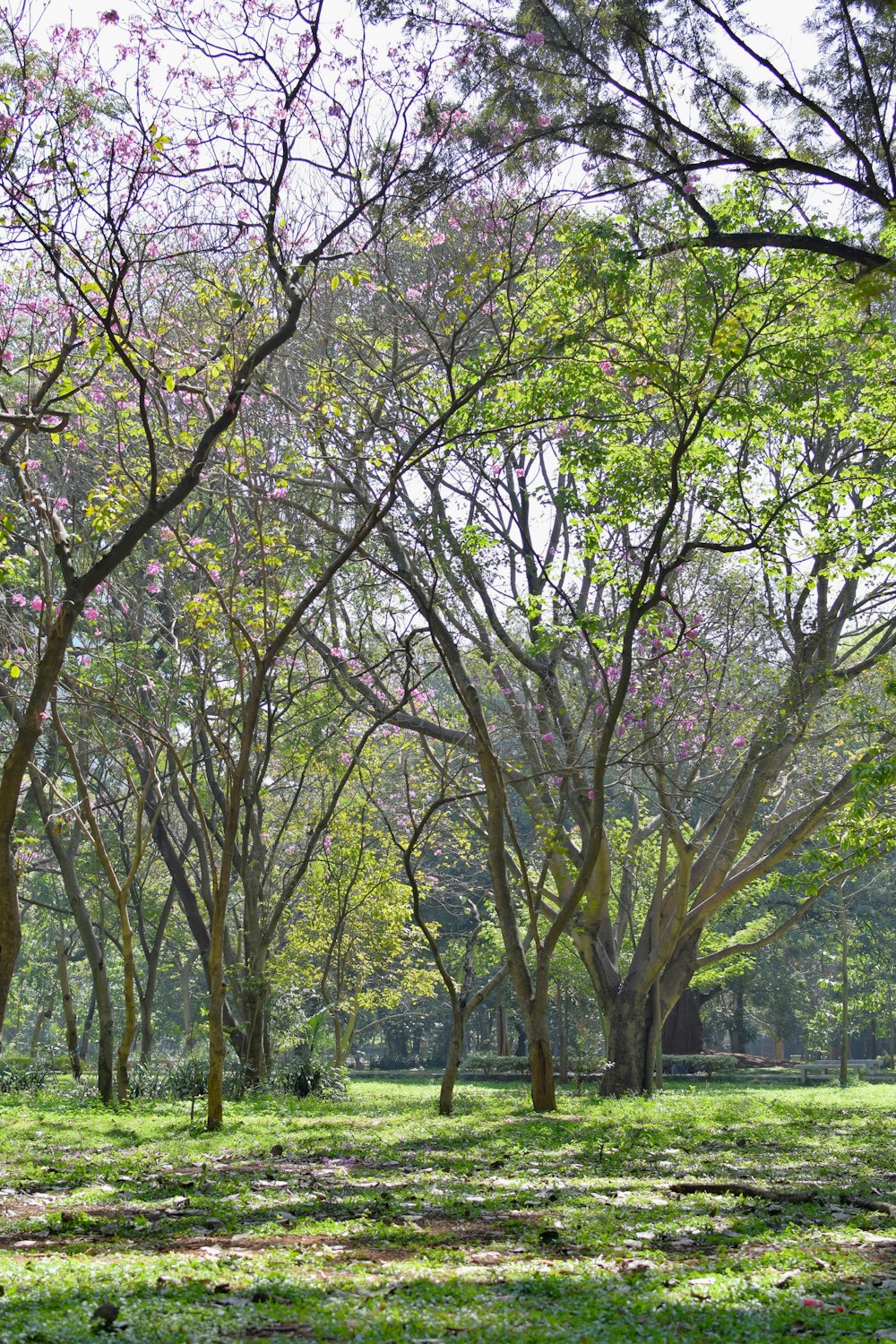 a park filled with lots of trees and green grass