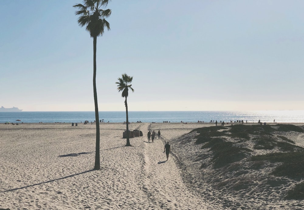 a beach with palm trees and people walking on it