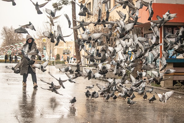 A person stands on a wet pavement, surrounded by a large flock of pigeons in mid-flight. The setting is an urban area with buildings and trees in the background. The person is wearing a hooded coat, and the atmosphere appears to be lively and bustling.