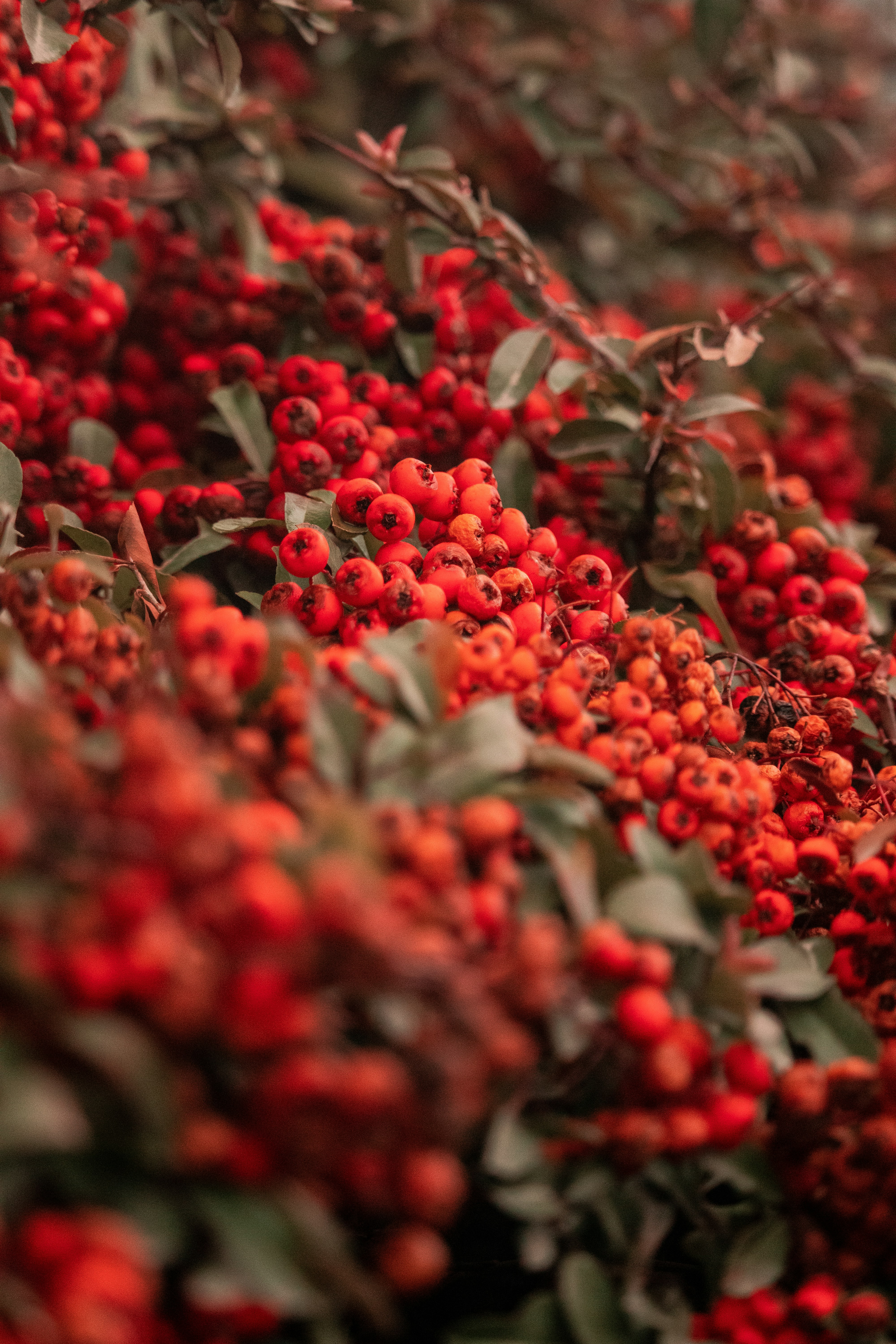 Photo by sinabahar76