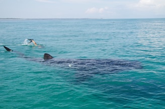 Diver swimming close to a whale shark in clear turquoise waters.