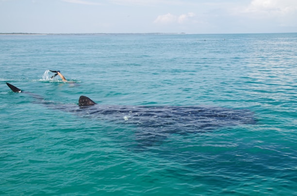 A person is swimming in clear blue ocean water alongside a large whale shark. The water is calm and stretches out to the horizon, with a few distant landforms visible. The scene conveys a sense of scale and interaction between human and marine life.