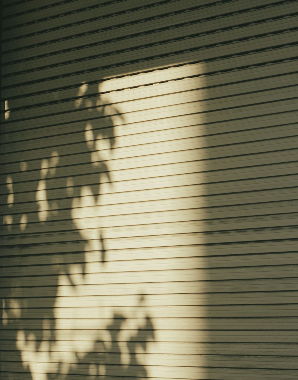 the shadow of a tree on a garage door