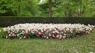 A beautifully landscaped garden bed filled with a large number of white and burgundy tulips. The flowers are arranged in a rectangular patch on a well-maintained grassy lawn. Behind the flower bed is a neatly trimmed hedge, and in the background, there are various green trees and foliage, adding a natural and serene feel to the scene.