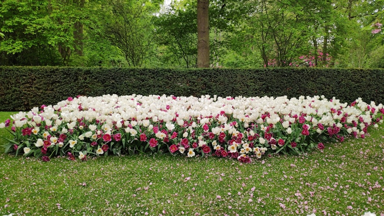 A beautifully landscaped garden bed filled with a large number of white and burgundy tulips. The flowers are arranged in a rectangular patch on a well-maintained grassy lawn. Behind the flower bed is a neatly trimmed hedge, and in the background, there are various green trees and foliage, adding a natural and serene feel to the scene.