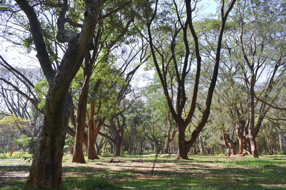 a forest filled with lots of trees and grass