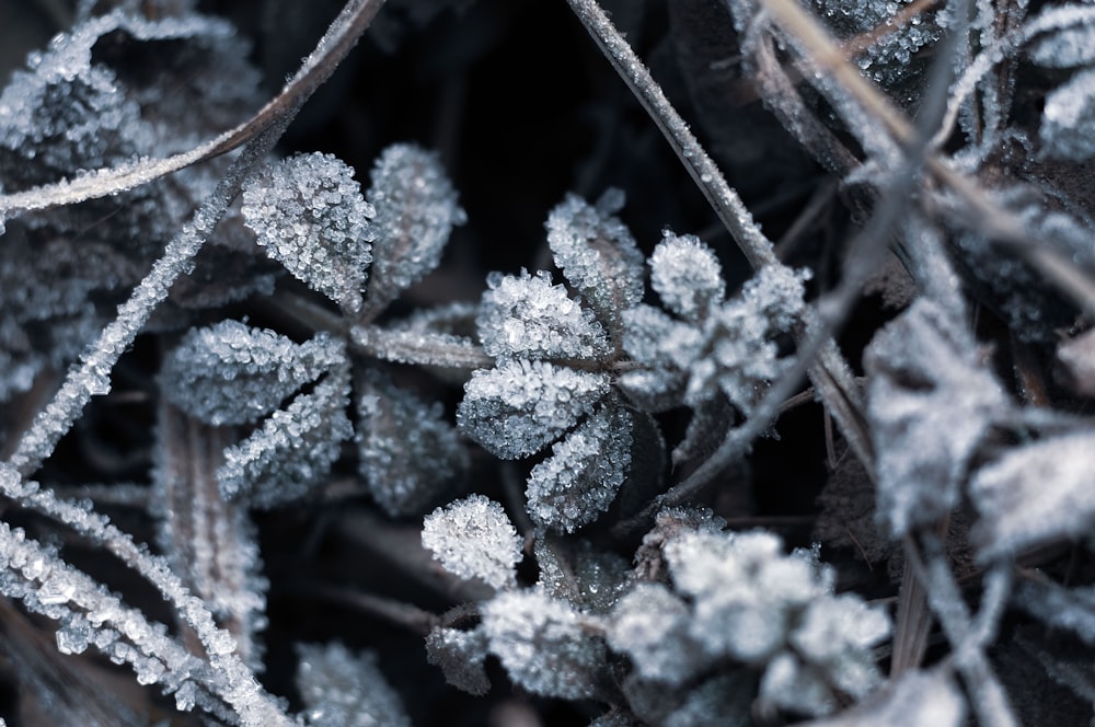 a close up of a plant with frost on it