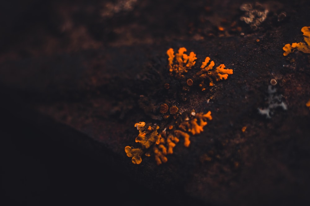 a close up of a bunch of orange corals