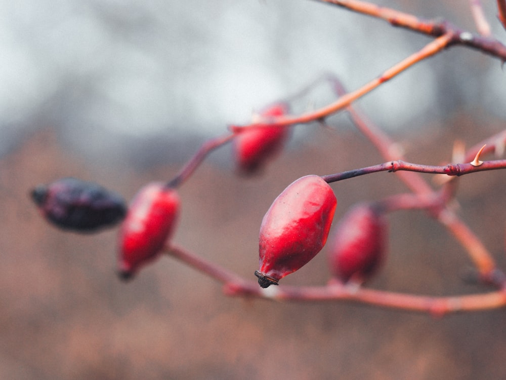 a close up of a tree with berries on it