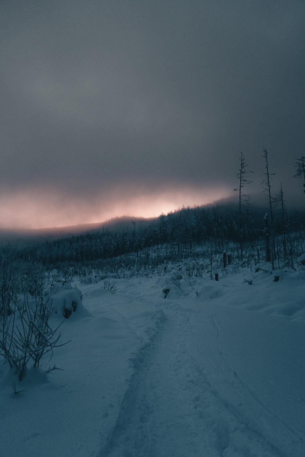 a path in the snow leading to a forest