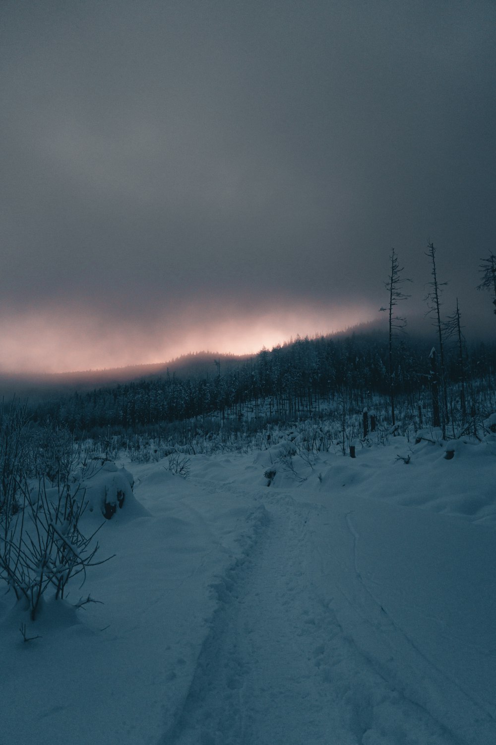 um caminho na neve que leva a uma floresta