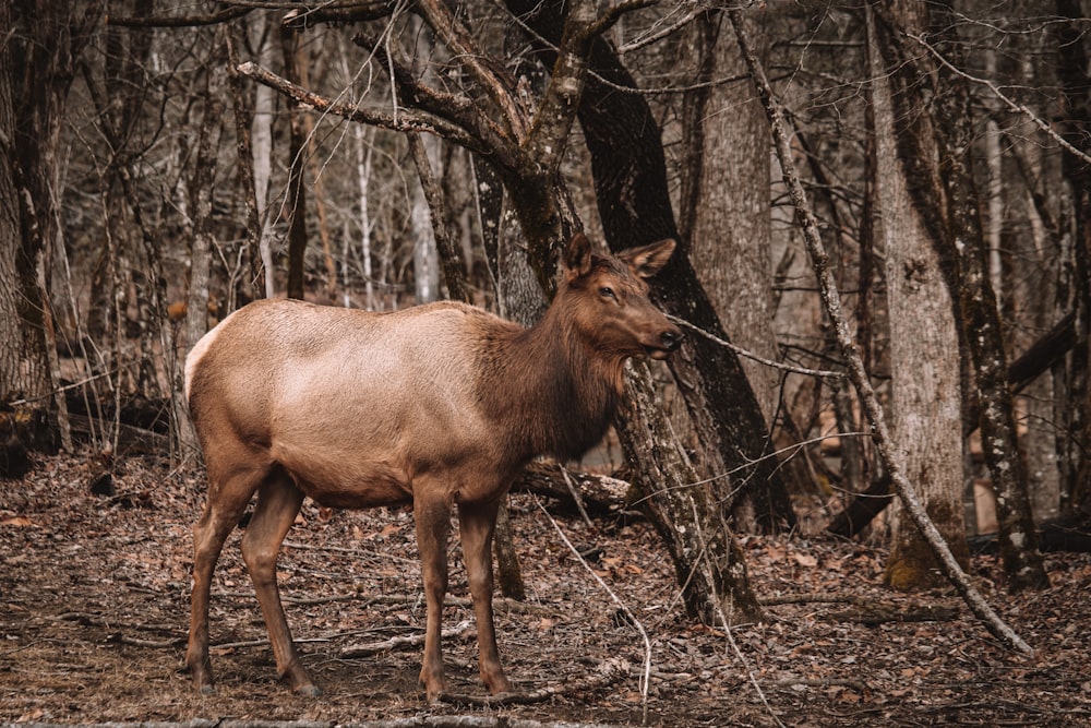 a large brown animal standing in a forest