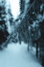 A close-up of a soft, frosted knit sweater draped over a snowy branch, capturing winter's quiet beauty.
