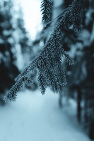 A close-up of a soft, frosted knit sweater draped over a snowy branch, capturing winter's quiet beauty.