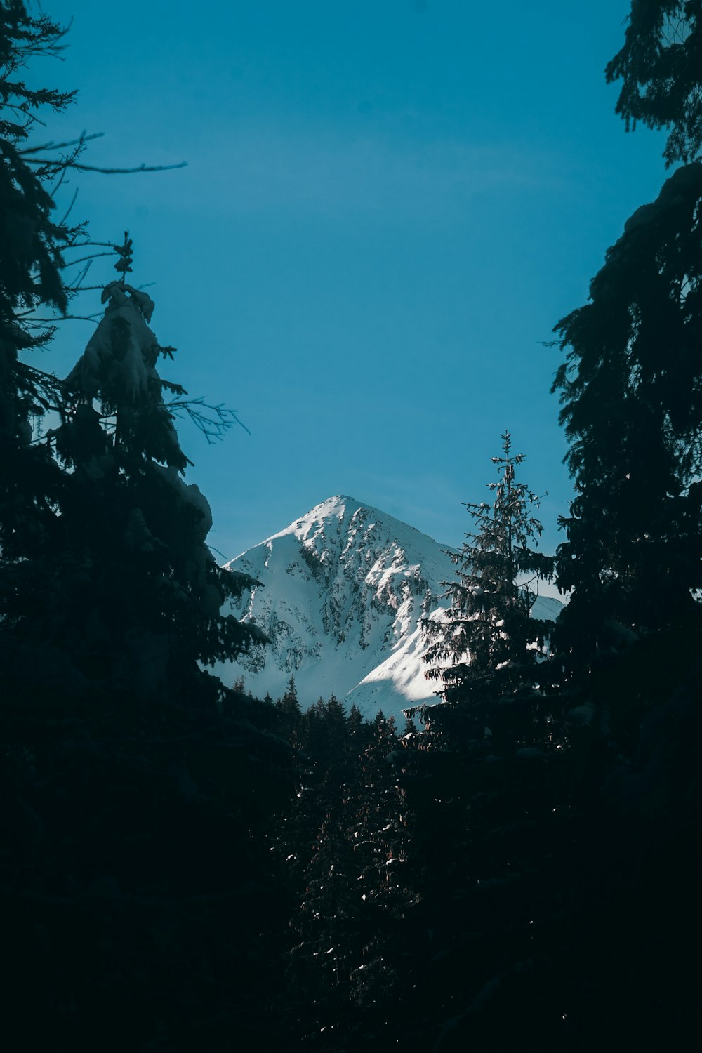 a snow covered mountain is seen through the trees