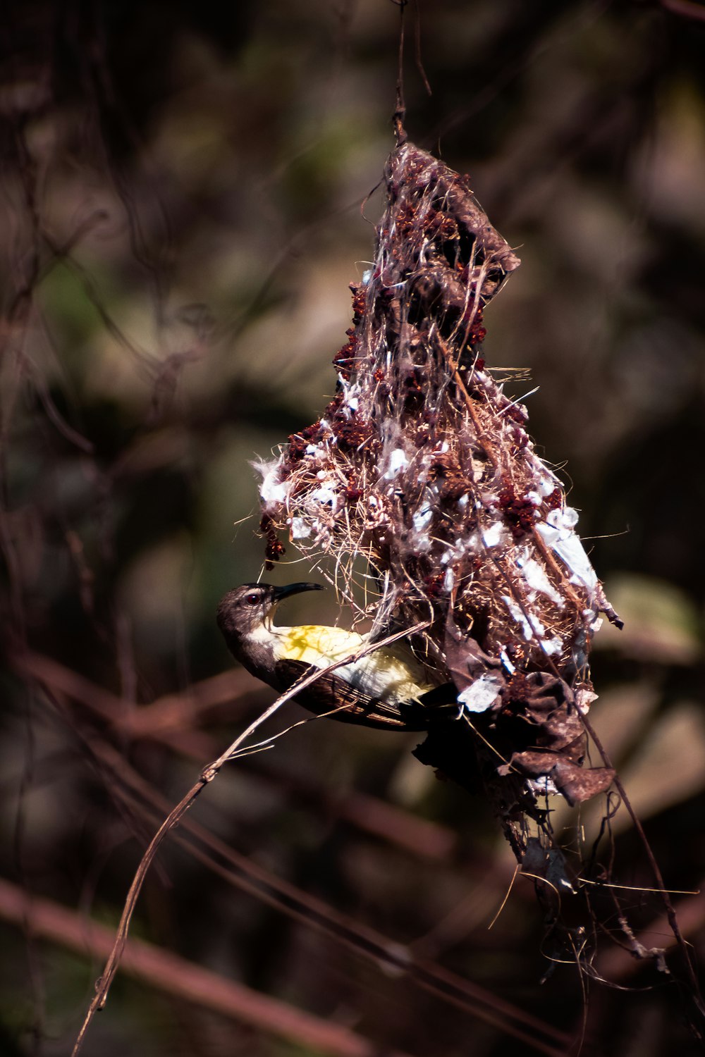 a dead bird sitting on top of a tree branch