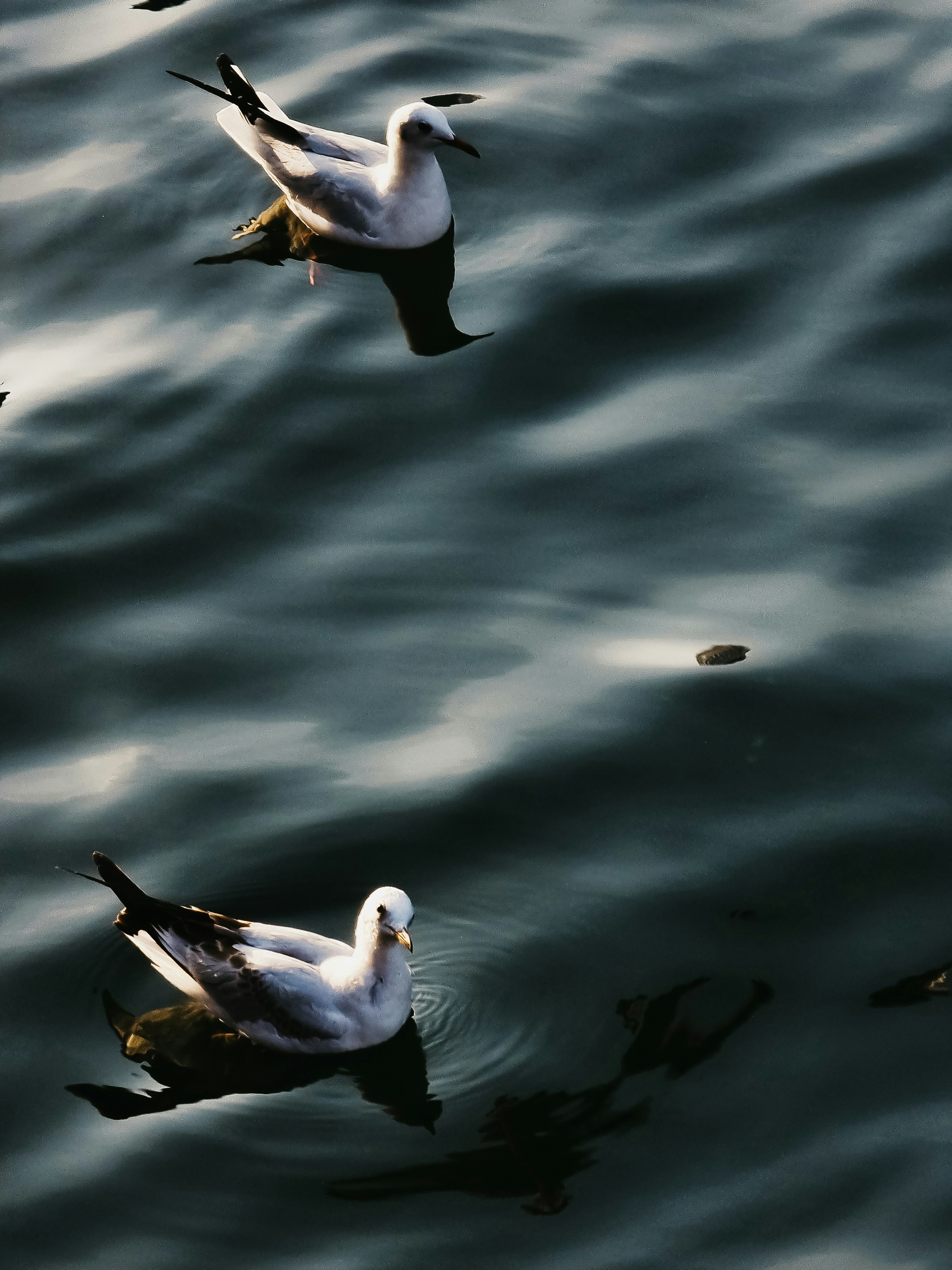 Photo by anjanam