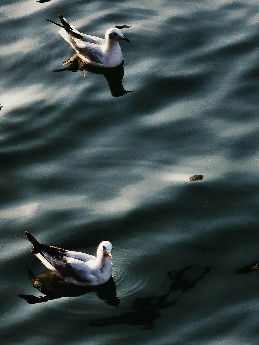 a flock of birds floating on top of a body of water