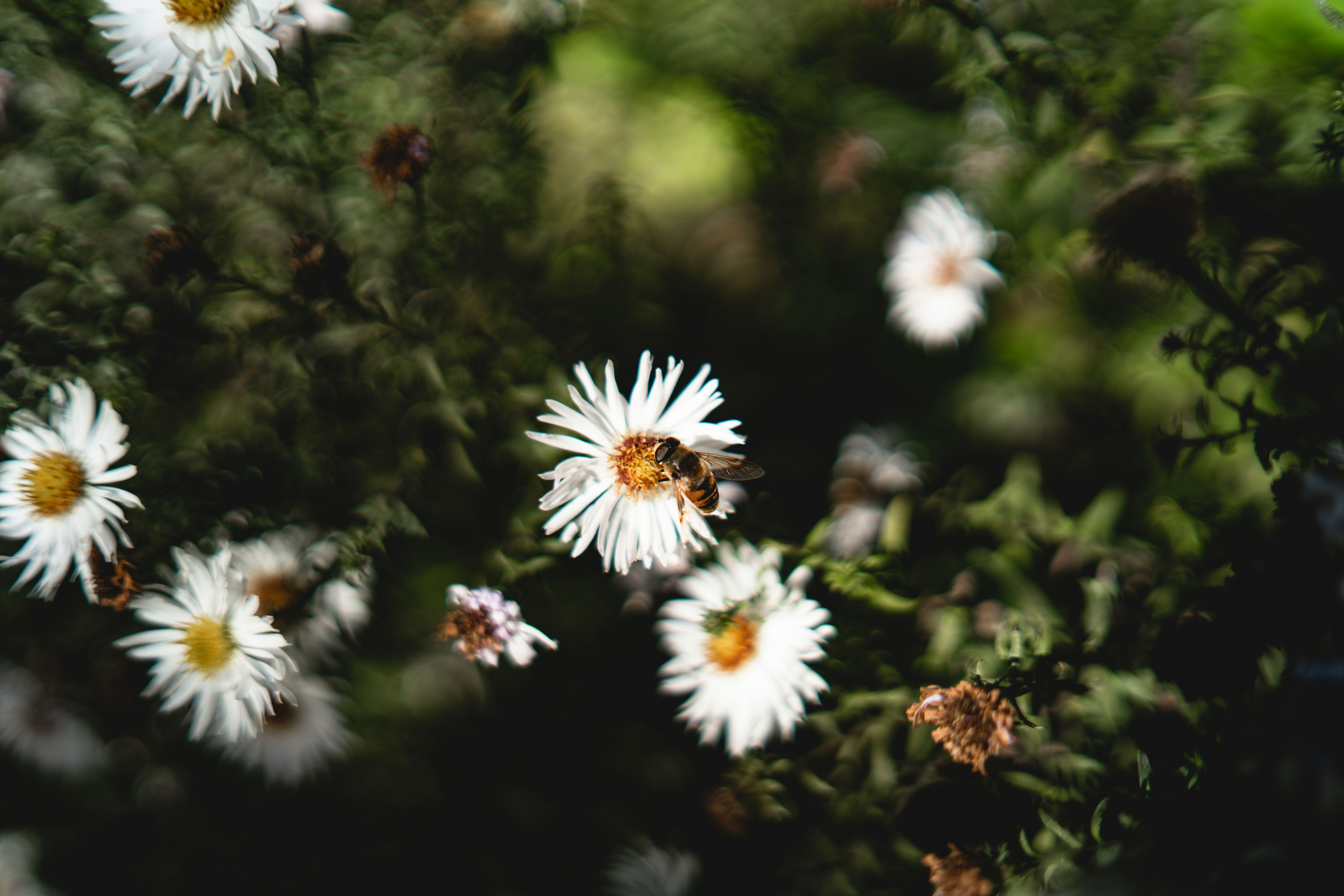 Photo by khodzinskyi